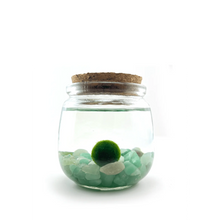 Load image into Gallery viewer, Moss Amigo Chico