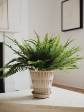 Load image into Gallery viewer, Pantheon RAW Rosa