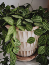 Load image into Gallery viewer, Pantheon RAW Rosa
